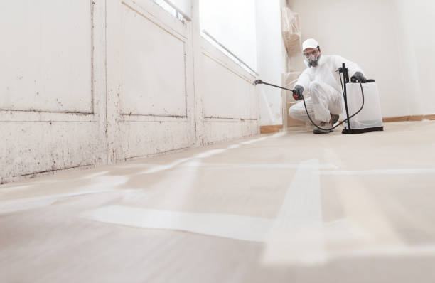 24/7 Emergency Mold Inspection experts in Brighton, IL